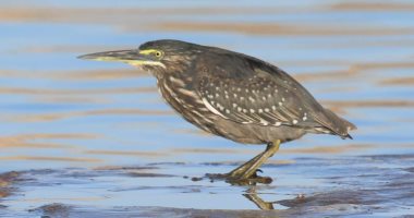 البيئة تعلن ختام موسم الرصد الشتوى للطيور المائية 