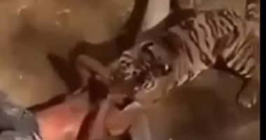فيديو.. نمر ينقض على شاب سودانى فى حديقة حيوان بالسعودية‎ 
