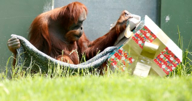 الحيوانات تتلقى هدايا الكريسماس فى حديقة حيوان بأستراليا.. شوف رد فعلهم