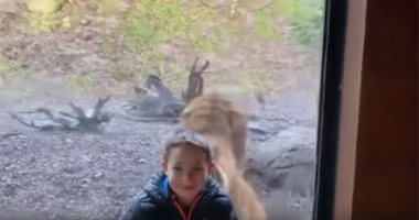 فيديو.. هجوم نمر على طفل بحديقة حيوان دبلن فى أيرلندا