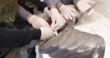 صور.. فريق محمية الجلف الكبير بالوادى الجديد ينقذ حياة طائر بلشون مصاب