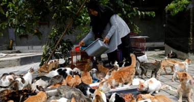 إندونيسية تحول منزلها إلى ملجأ لقطط الشوارع