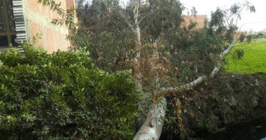 سقوط شجرة بمركز الجمالية بالدقهلية يتسبب بقطع أسلاك الكهرباء لسوء الأحوال الجوية