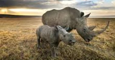 كتيبة بريطانية فى جنوب أفريقيا والسبب "وحيد القرن".. اعرف القصة