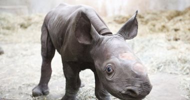 جهود حمايته من الانقراض لا تتوقف.. ولادة وحيد القرن الأبيض بحديقة أمريكية