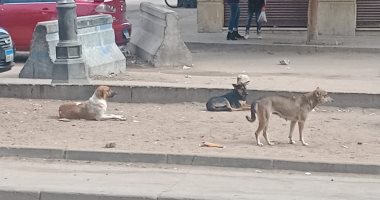 قارئ يشكو انتشار الكلاب الضالة بشارع رايل بمدينة حلوان