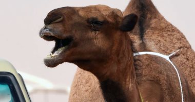 1.7 مليون ريال غرامات على 29 مخالفا للرفق بالحيوان خلال يوم فى السعودية