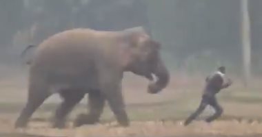 رجل هندى ينجو من الموت تحت أرجل فيل ضخم بأعجوبة "فيديو"