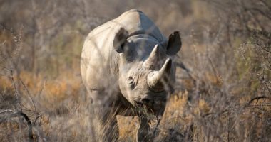 عميدة حيوانات وحيد القرن.. نفوق "فاوستا" أكبر أنثى خرتيت فى العالم بتنزانيا
