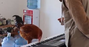 شاب صينى ينجح فى تعليم "دجاجة" فن العزف على البيانو (فيديو)
