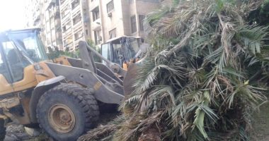 صور.. حى وسط الإسكندرية يرفع نخلة كبيرة سقطت وسط الشارع و3 حملات لإزالة الإشغالات