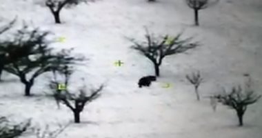 فيديو.. دب يتجول فى شوارع بلدة لبنانية ويلعب وسط الأشجار والثلوج