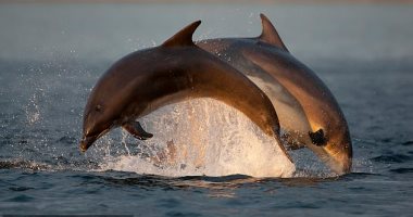 هاواى الأمريكية تصدر قانونا لمنع اقتراب البشر من الدلافين.. اعرف السبب