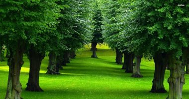 مصر ترحب بمبادرة ولى عهد السعودية "الشرق الأوسط الأخضر" لزراعة 40 مليار شجرة
