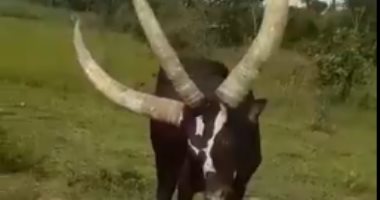 فيديو.. ظهور بقرة بثلاث قرون داخل حظيرة أحد رعاة الماشية فى أوغندا