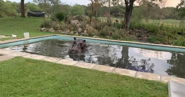 رجل يفاجأ بفرس نهر يزن 3 أطنان داخل حمام السباحة بمنزله فى بوتسوانا.. صور