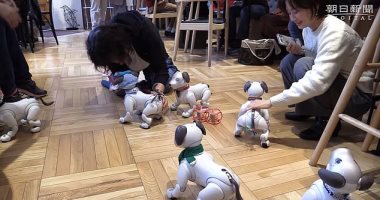 مقهى يابانى يخصص مواعيد لمقابلة الكلاب الروبوتية مع أصحابها