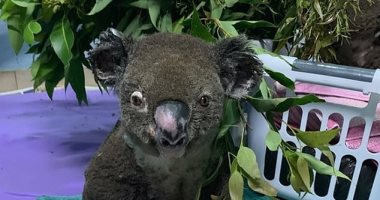 مخاوف من انقراض "الكوالا".. بعد نفوق ملايين الحيوانات بسبب حرائق أستراليا