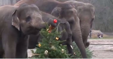 فيديو.. حديقة الحيوان فى برلين تنظم احتفالات خاصة للحيوانات فى عيد الميلاد