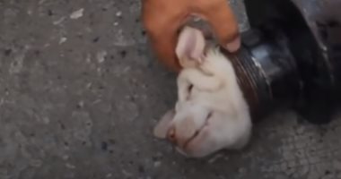 شاهد عملية إنقاذ كلب صغير من داخل أنبوبة حديدية فى تايلاند