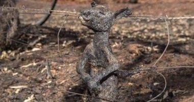 جحيم غابات استراليا معاناة الكنغر من الحرق للحضن بسبب الحرائق