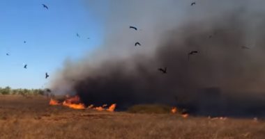 علماء: "الحدأة" أكبر مسبب لحرائق إستراليا المستمرة منذ 6 أشهر.. فيديو