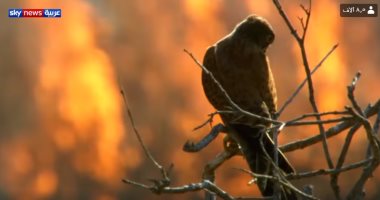 فيديو.. طائر يتسبب في زيادة حرائق أستراليا.. والسكان يطلقون عليه "صقور النار"