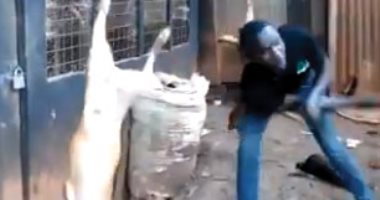 فيديو.. إنسان بلا قلب.. أفريقى يعلق كلبين بالحبال ويعذبهم ضربا بـ"الخرزانة"