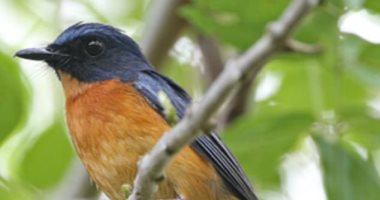 العثور على 5 أنواع جديدة من الطيور المغردة بإندونيسيا