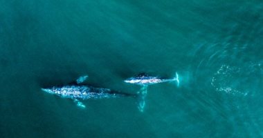 العواصف الشمسية تتسبب في فقدان الحيتان المهاجرة لوجهتها.. اعرف إيه العلاقة