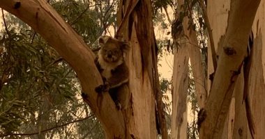 الكوالا سعيدة بالعودة لموطنها فى غابات استراليا × 5 صور