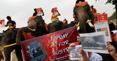 مسيرة بالفيلة فى تايلاند تضامنا مع حيوانات أستراليا