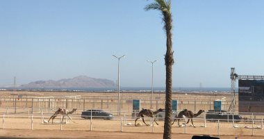محافظ جنوب سيناء: تنظيم 3 مهرجانات عالمية للهجن بشرم الشيخ.. فيديو