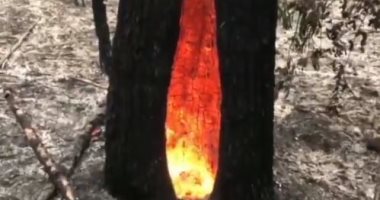 النيران تأكل قلوب الأشجار رغم السيطرة على حرائق غابات أستراليا