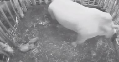 شاهد.. لحظة ولادة ذكر وحيد قرن أبيض فى هولندا