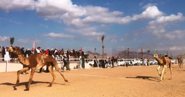 رئيس مدينة شرم الشيخ: سباقات الهجن انتعاش سياحى جديد للمنطقة