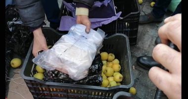 جمارك بورسعيد تحبط محاولة تهريب نصف طن حشيش داخل صناديق تفاح قادمة من سوريا