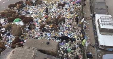 انتشار القمامة والكلاب الضاله بحى عزبة النخل بالقاهرة