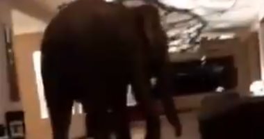 فندق بسريلانكا يحذر زواره من فيل يتجول بين الغرف ويسرق الفاكهة