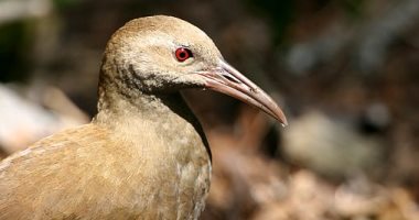 دراسة: نوع من الطيور من كل ثمانية يتحرك أسرع إلى الانقراض بسبب البشر