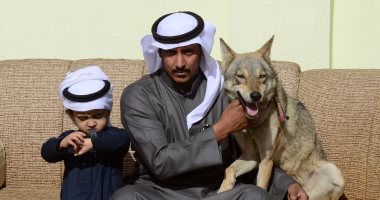 العيش مع الذئاب.. واقع تحياه أسرة سعودية فى الجوف منذ 11 عاما