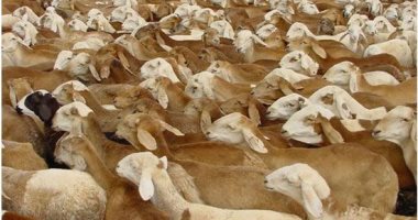 السعودية ترفع حظر استيراد الماشية السودانية