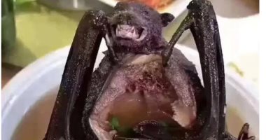 العلماء يحذرون: تفشى فيروس كورونا يرتبط بشوربة الخفافيش الشهيرة بالصين