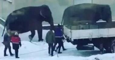 فيل وأنثاه يهربان من السيرك للتنزه وسط ثلوج مدينة روسية.. اعرف التفاصيل