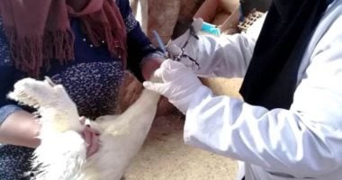 تحصين 377 آلف طائر ضد إنفلونزا الطيور بالشرقية خلال شهر 