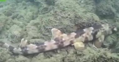 علماء أستراليون يكتشفون أنواع جديدة من أسماك القرش تسير على "أقدامها"
