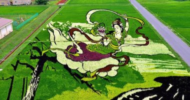 شاهد.. لوحات "فن التامبو" بمحصول الأرز الملون فى اليابان
