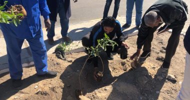 صور.. زراعة أشجار مثمرة ودهان شوارع بمدينة سفاجا ضمن مبادرة "اتحضر للأخضر"