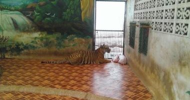 معندهمش رحمة.. حديقة حيوان بتايلاند تضع خنازير حية بقفص نمر .. فيديو