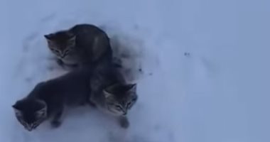 الراحمون يرحمهم الله.. كندى ينقذ قطتين بعد تجمدهما فى الثلوج.. فيديو